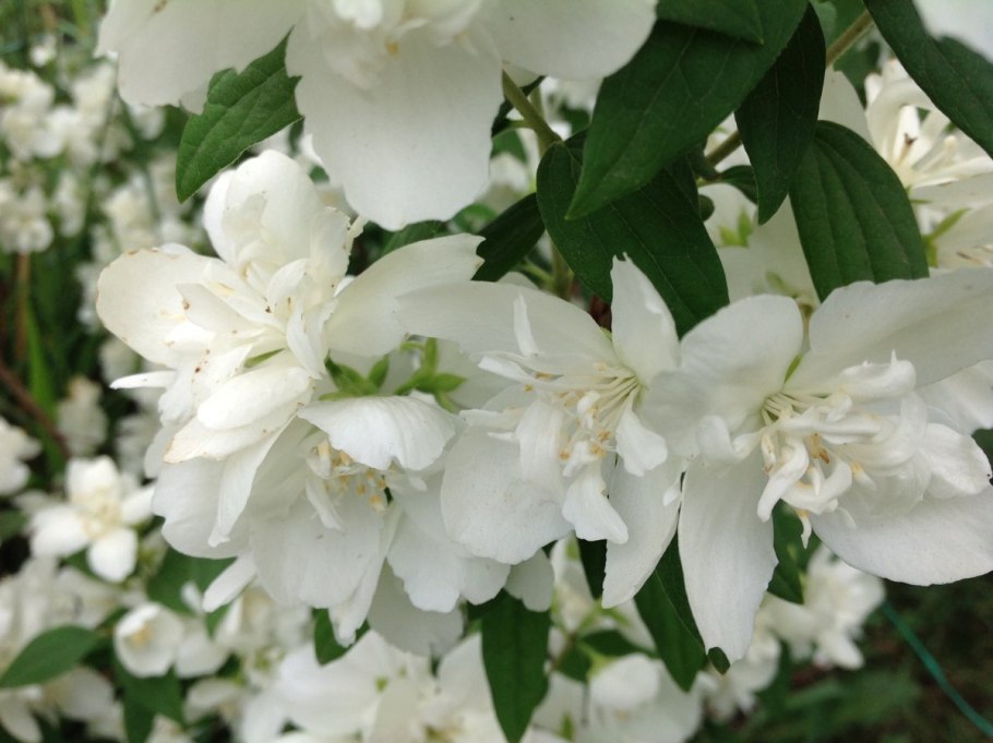 Чубушник виргинский Юстинка