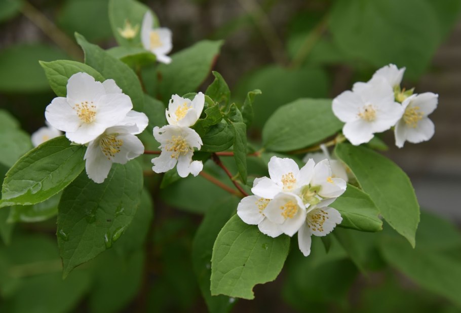 Чубушник венечный чубушник венечный