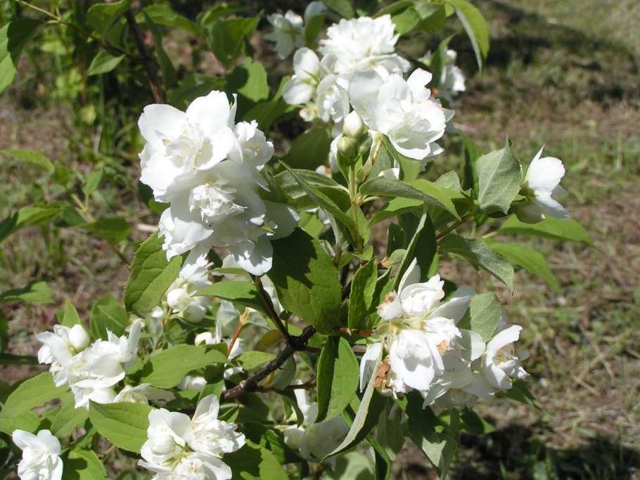 Жасмин виргинский