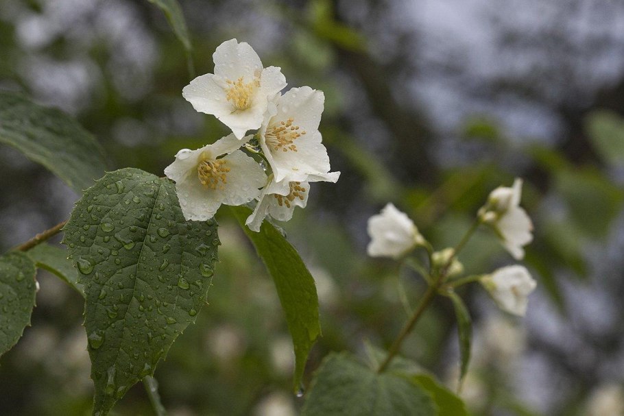 Чубушник жирандоль