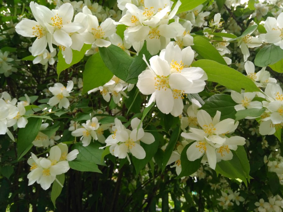 Чубушник Сноу Гус