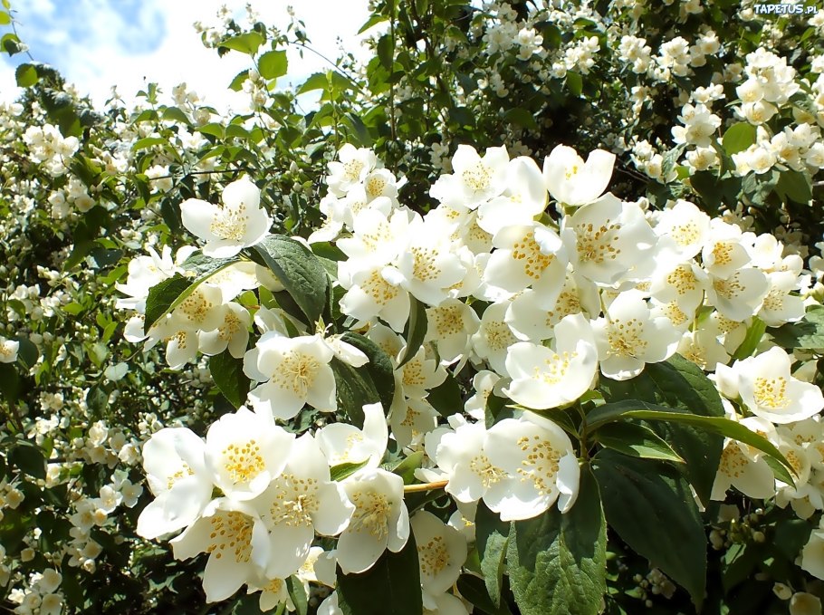 Чубушник Шренка