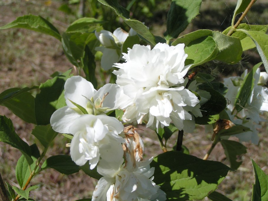 Чубушник Зоя Космодемьянская