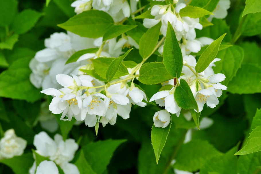 Philadelphus pubescens
