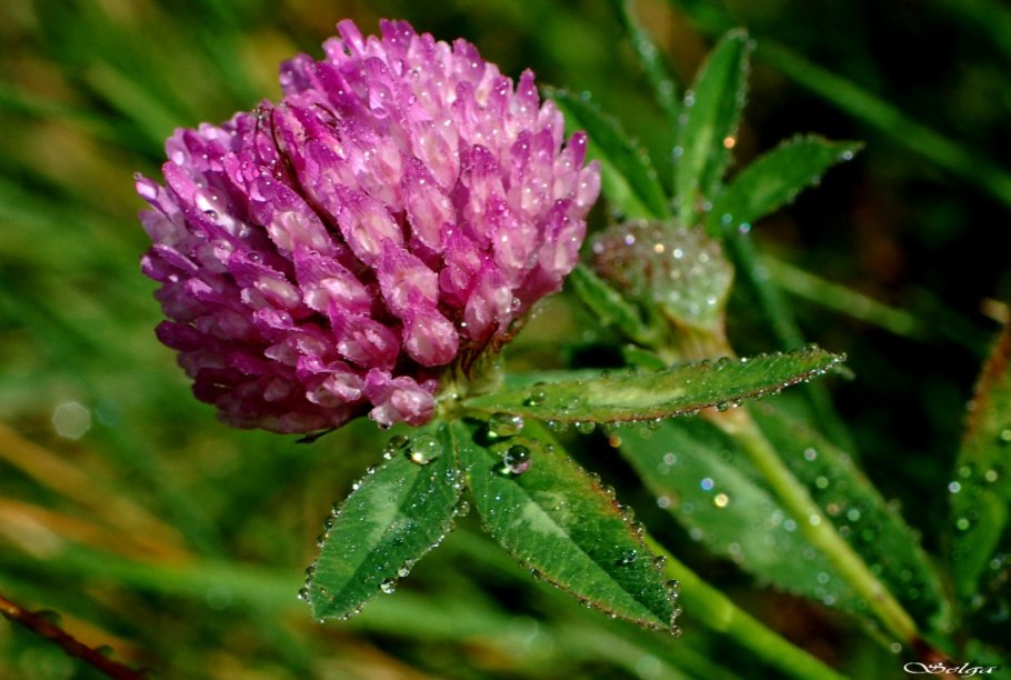 Корень клевера среднего