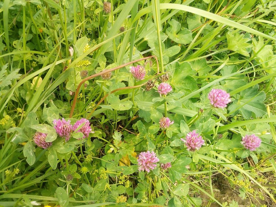 Клевер Лесной Измайлово