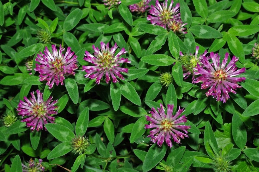 Клевер средний листья