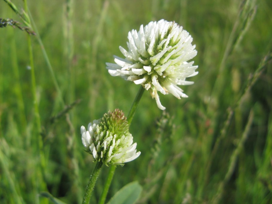 Разновидность клевера фото и название