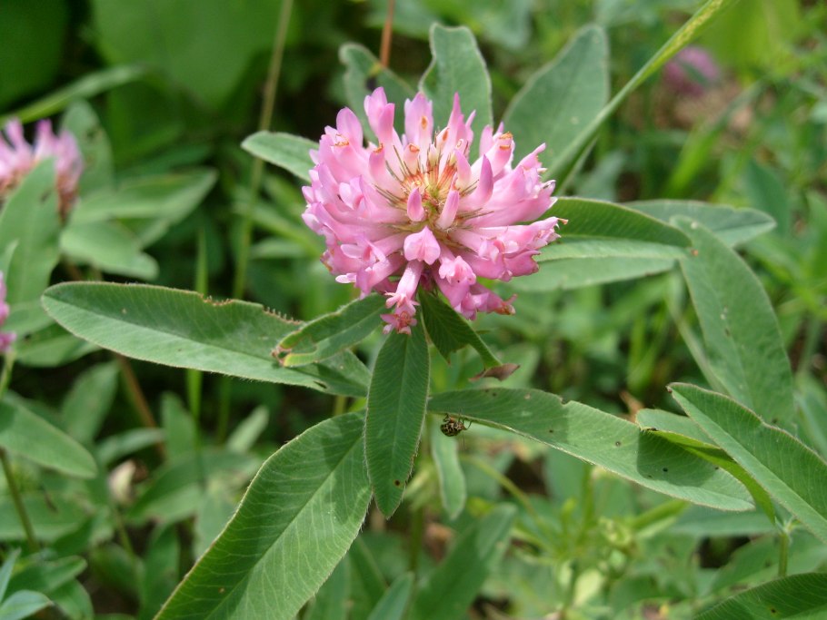 Клевер Луговой листья