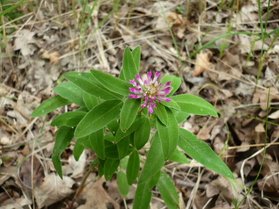 Клевер средний (Trifolium Medium l.)