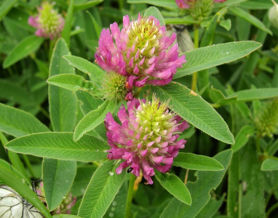 Клевер Луговой растение