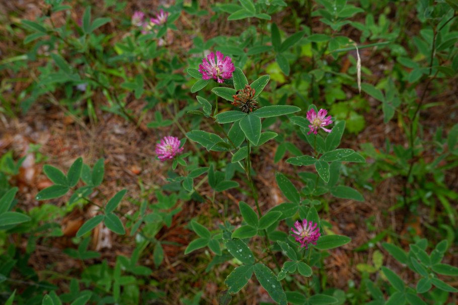Клевер Альпийский