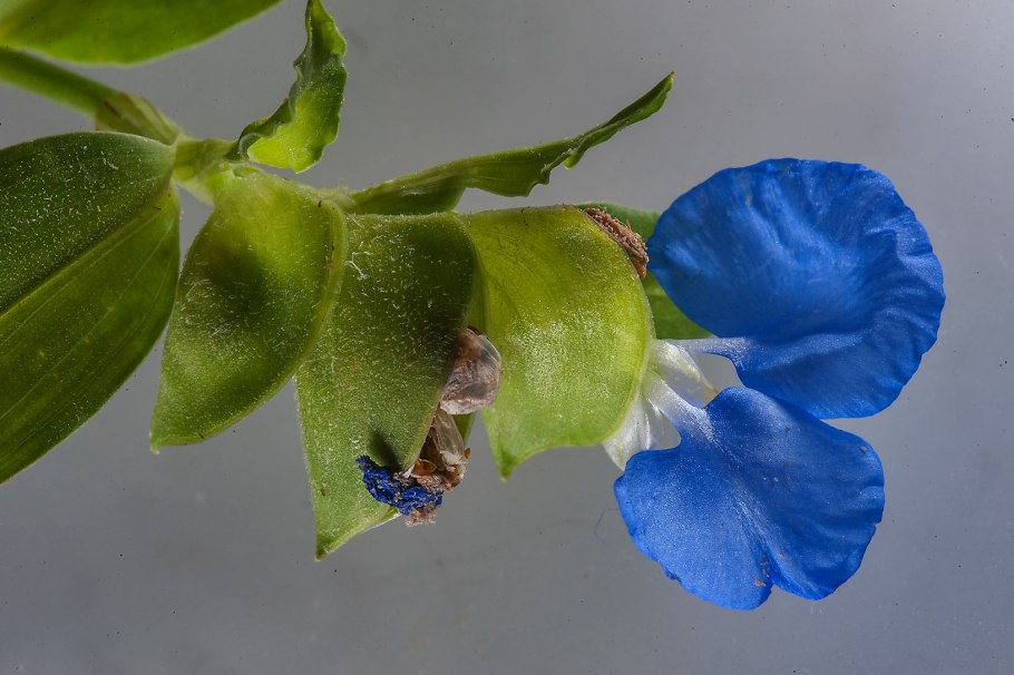 Коммелина обыкновенная