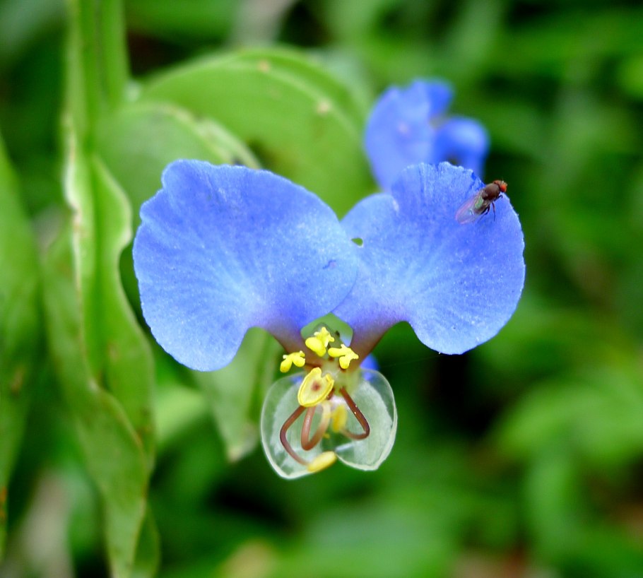 Коммелина обыкновенная