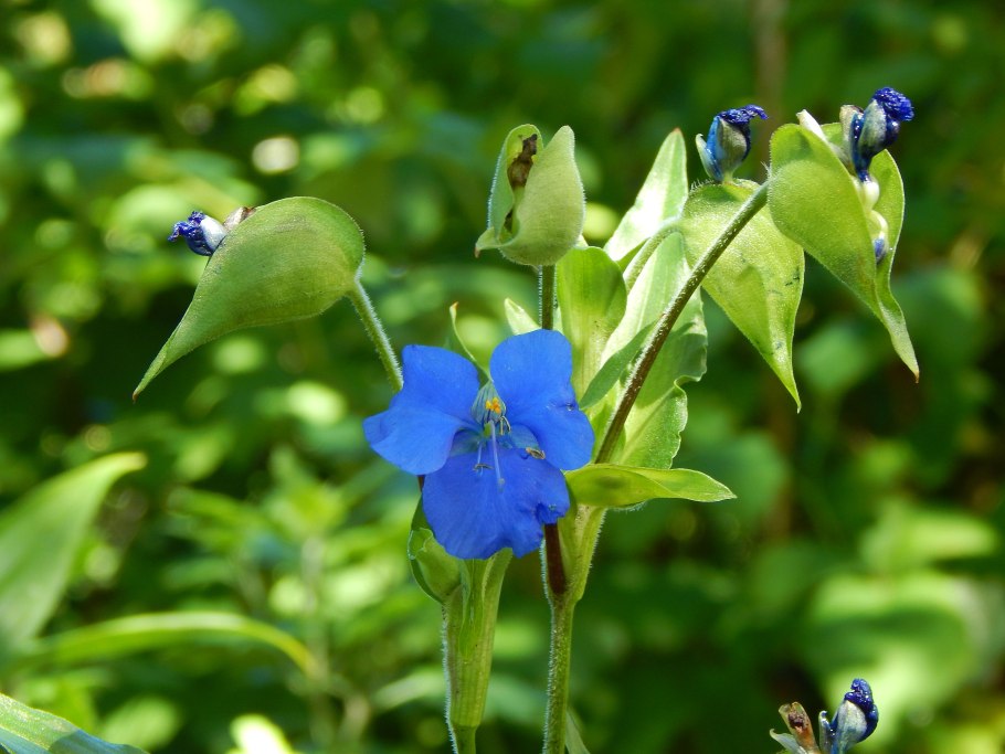Commelina Coelestis