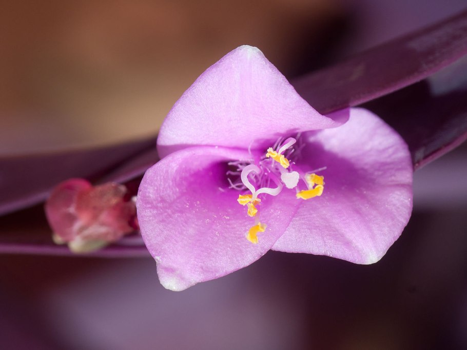 Коммелина клубненосная