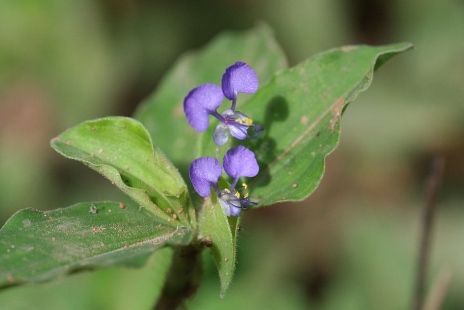 Commelina benghalensis