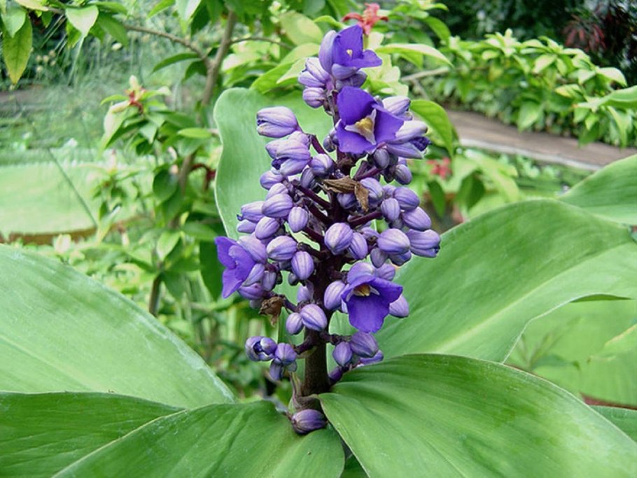 Дихоризандра королевская традесканция