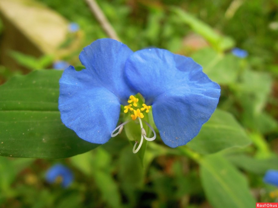 Коммелина обыкновенная лазорник Синеглазка