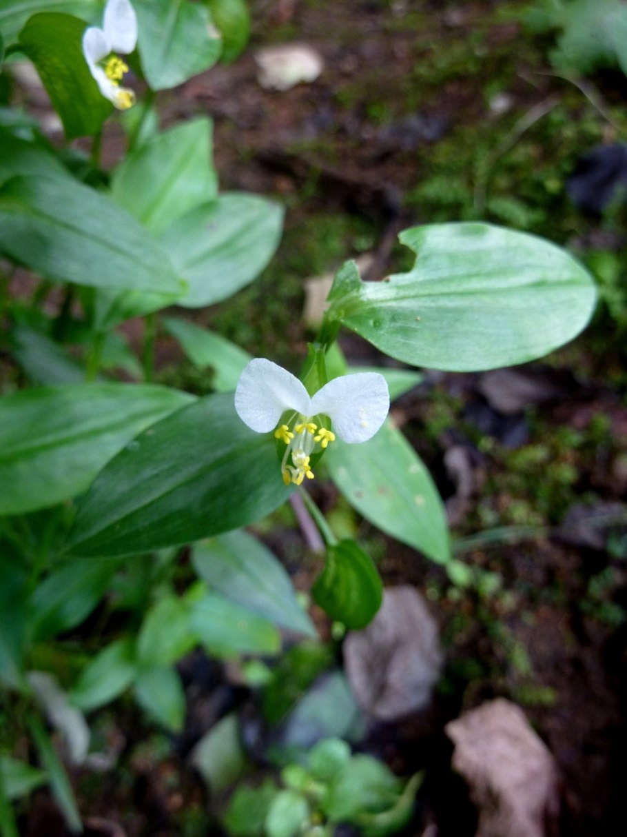 Commelina Coelestis