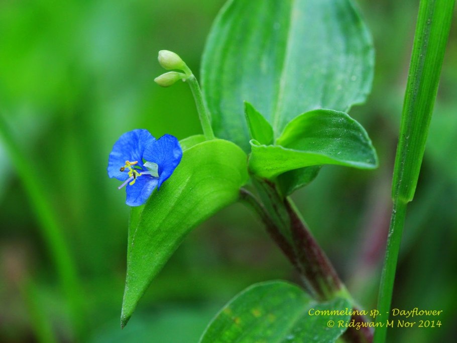 Традесканция коммелина