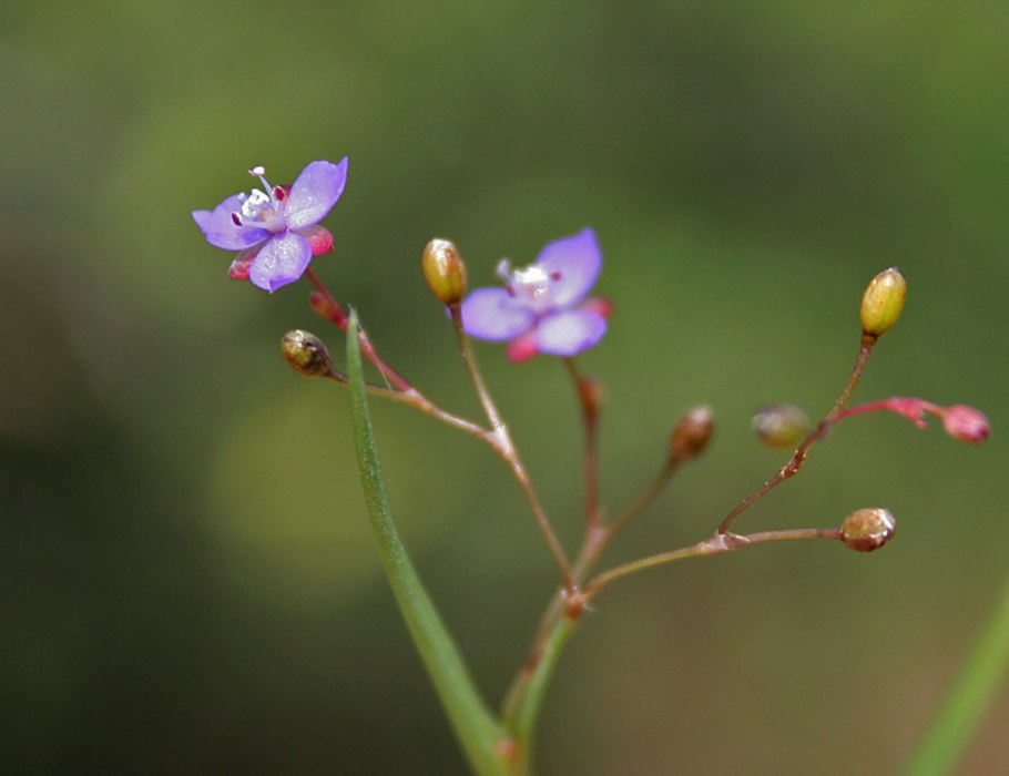 Понтедерия узколистная