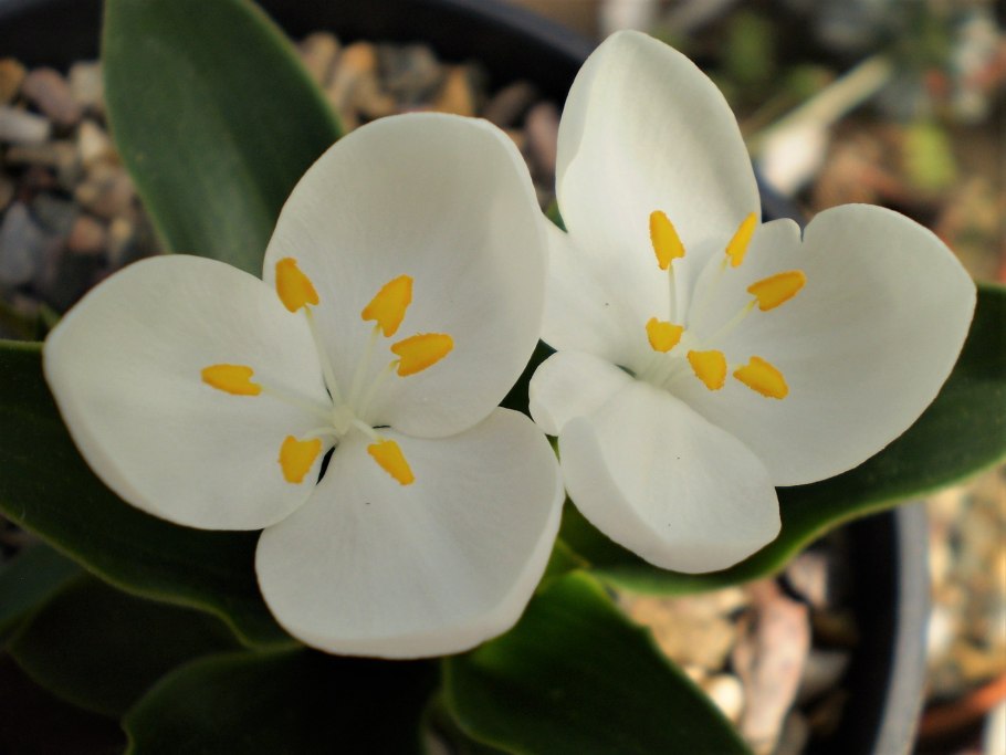 Кинтана цветок