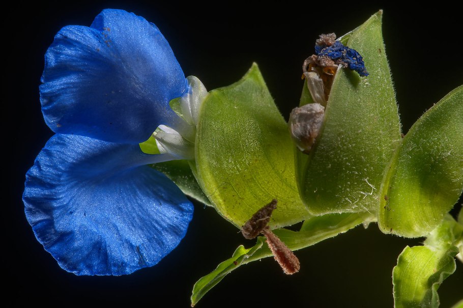 Коммелина обыкновенная