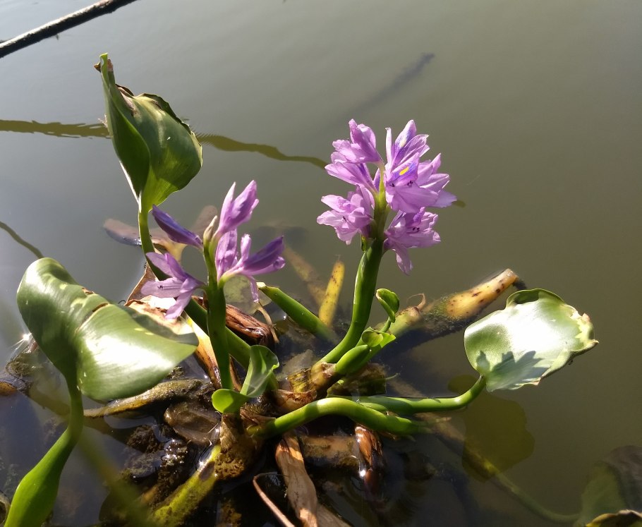 Водяной гиацинт (eichhornia crassipes)
