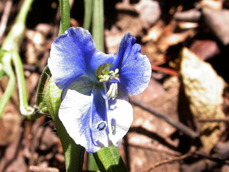 Commelina benghalensis