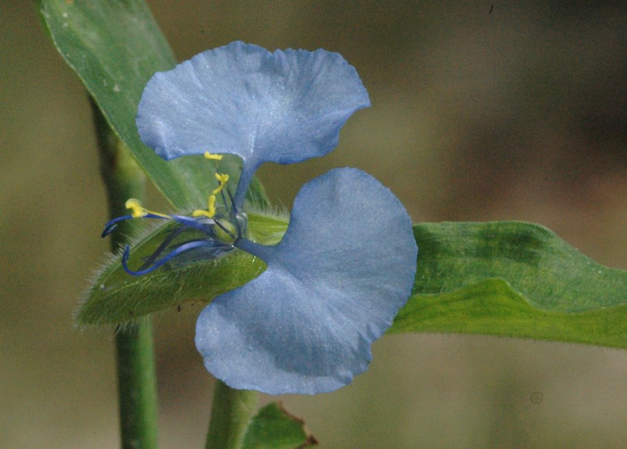 Коммелина Синеглазка