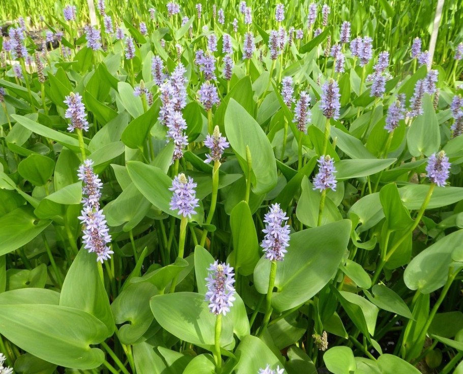 Анигозантос приземистый в Австралии