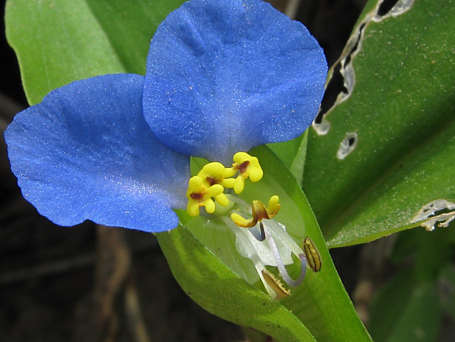 Коммелина на даче клубеньковые