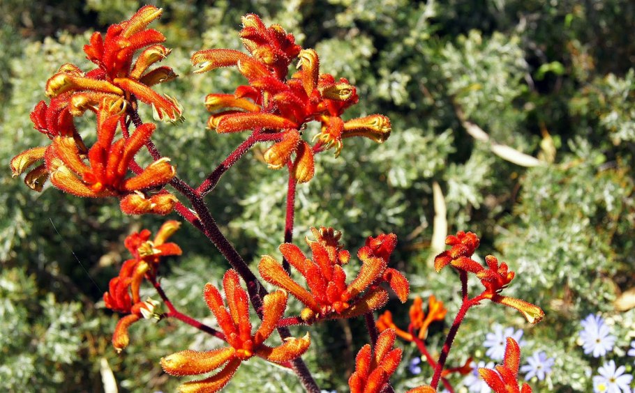 Синопсис цветок