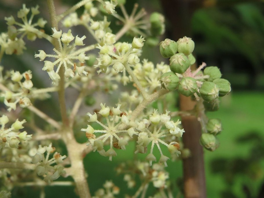 Aralia nudicaulis