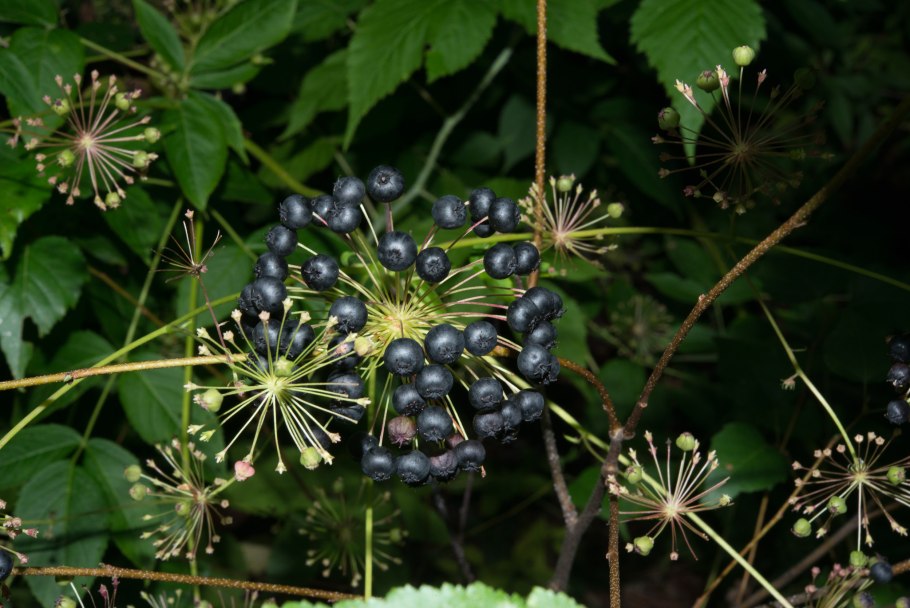 Аралия ‘Sun King’ (Aralia cordata