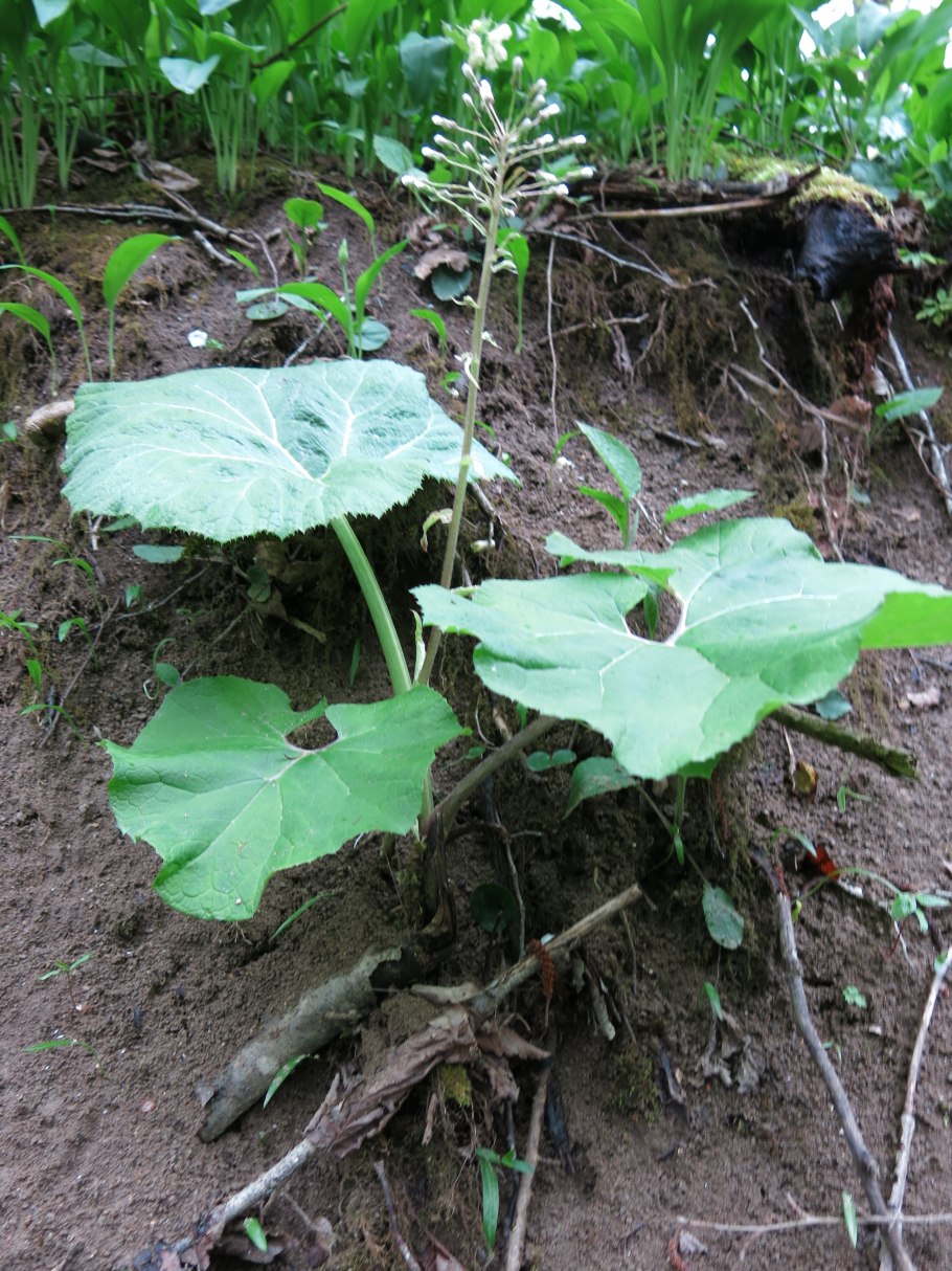 Белокопытник кавказский