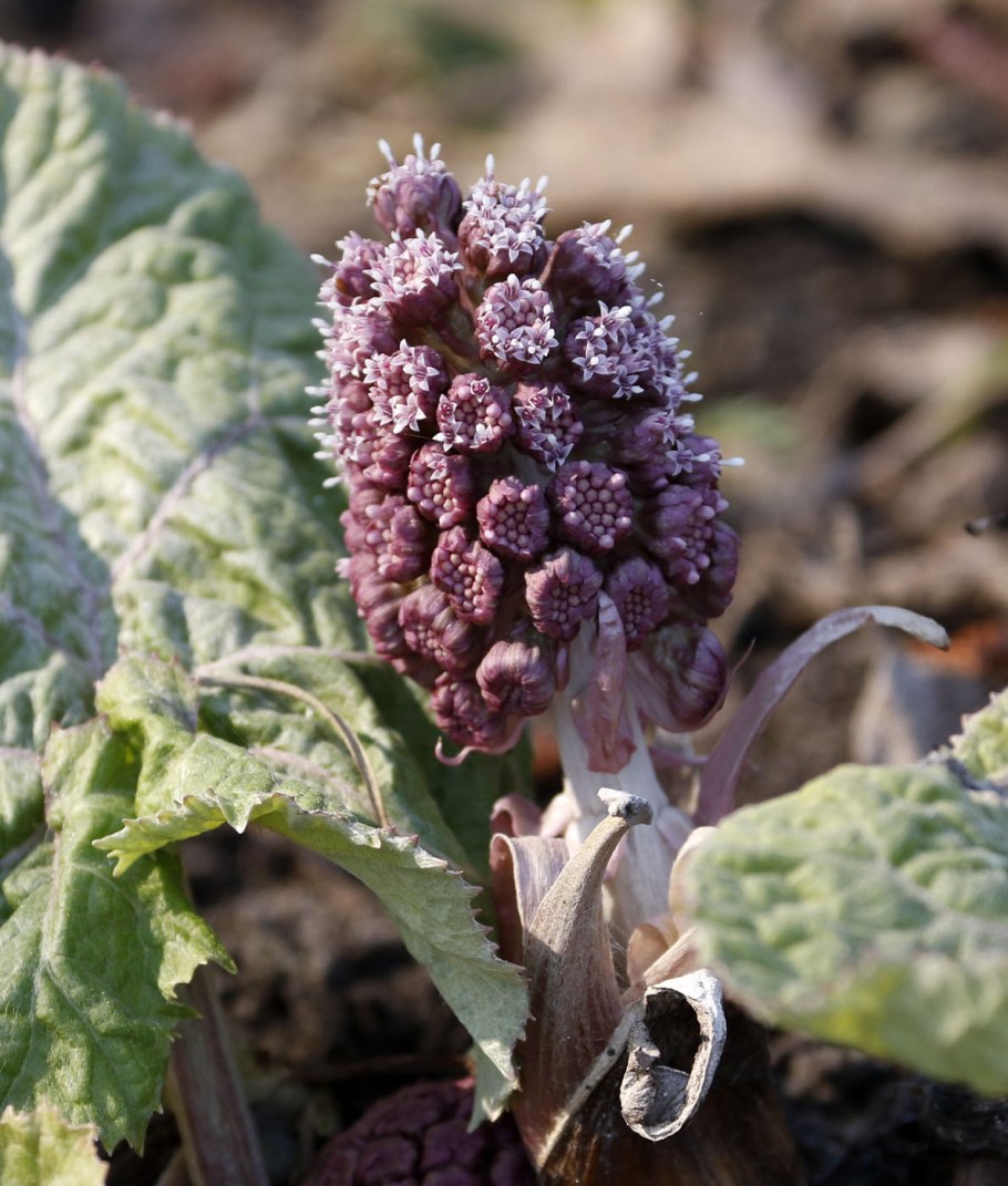 Белокопытник Дальневосточный