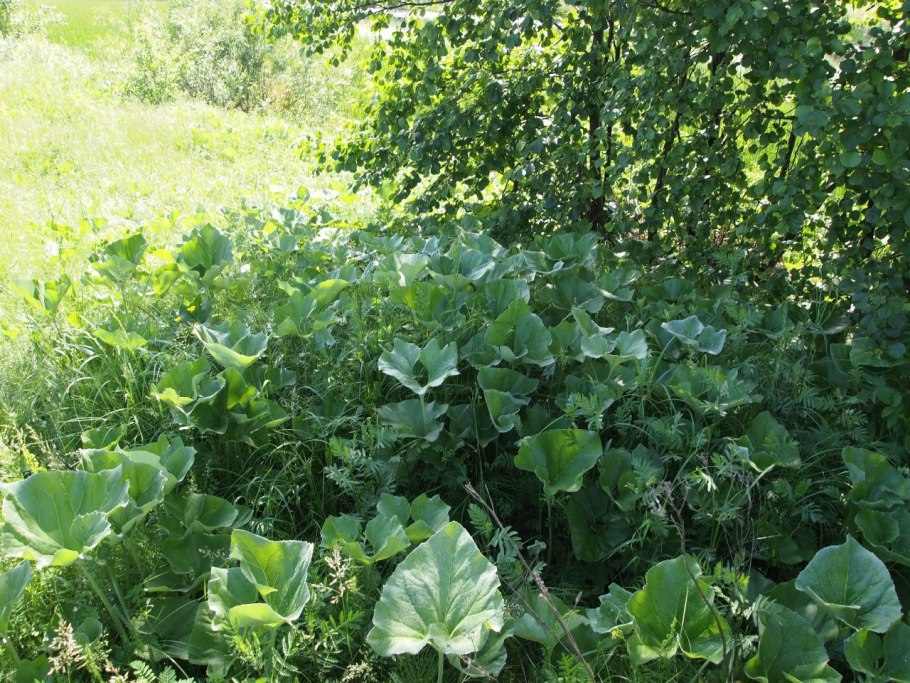 Белокопытник (подбел) гибридный или лекарственный на белом фоне