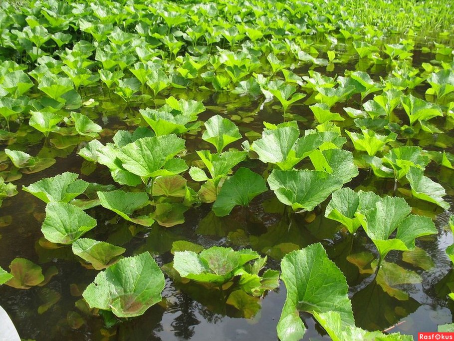 Белокопытник Речной