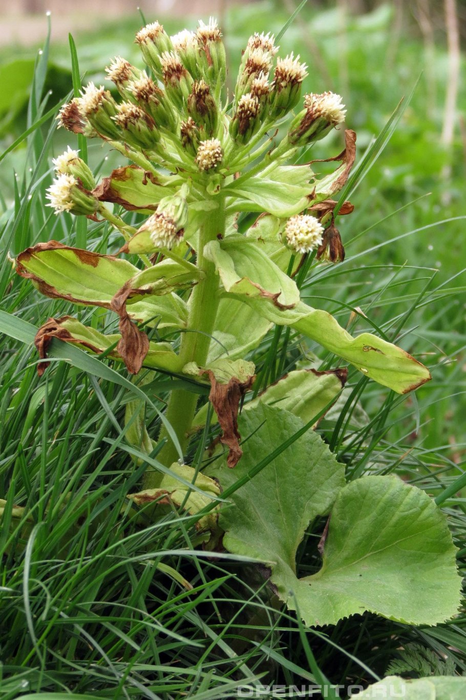 Белокопытник Татеваки