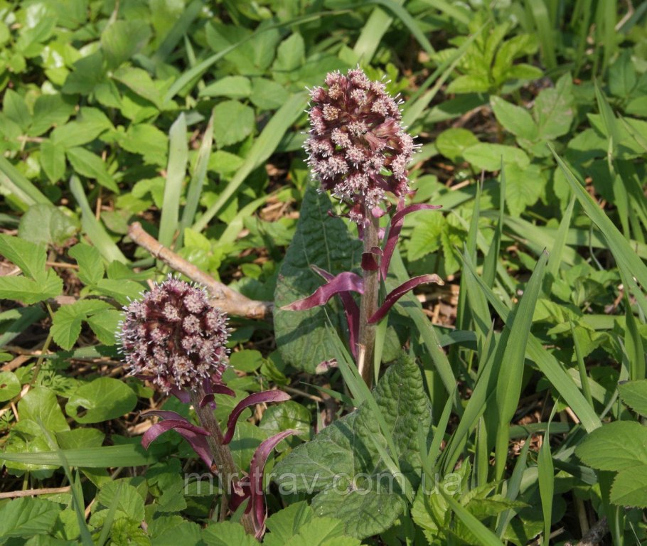 Белокопытник язычковый