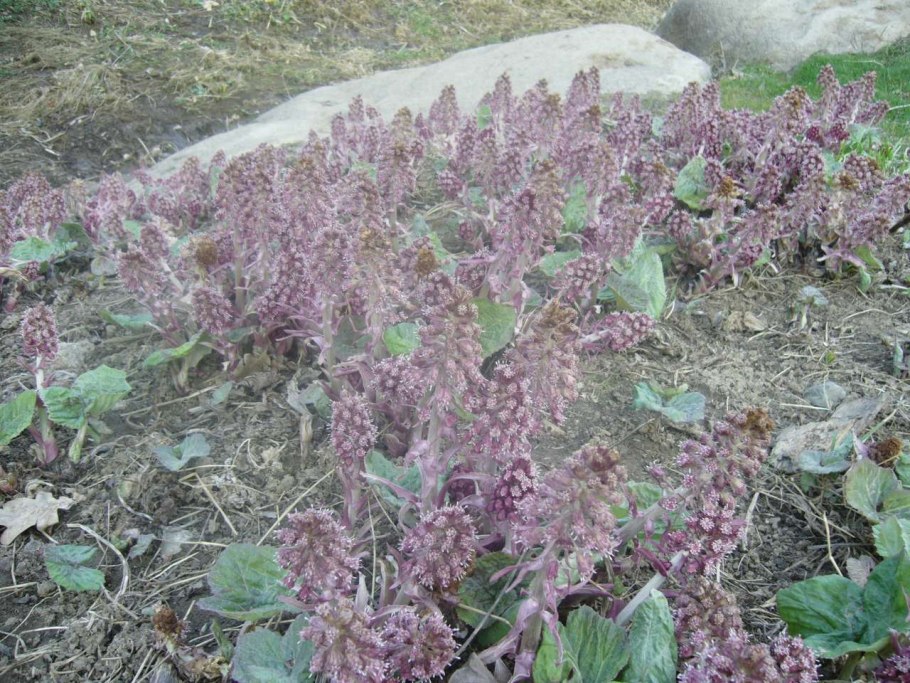 6) Подорожник большой