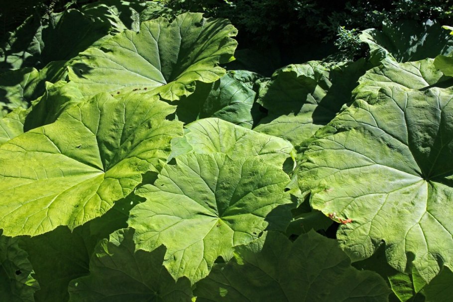 Белокопытник душистый