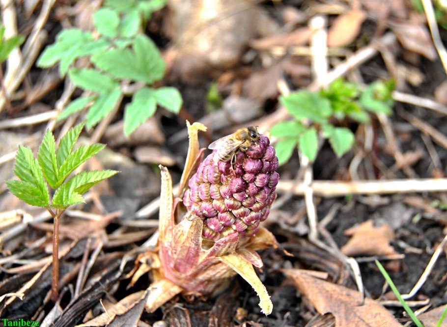Белокопытник пурпурный
