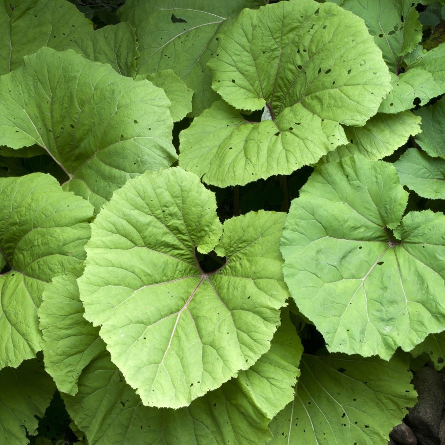 Белокопытник лекарственный жилкование?