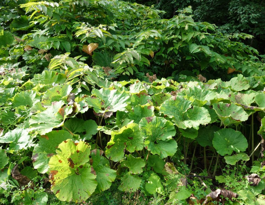 Белокопытник фото растения крупным планом