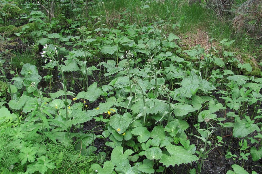 Белокопытник холодолюбивый