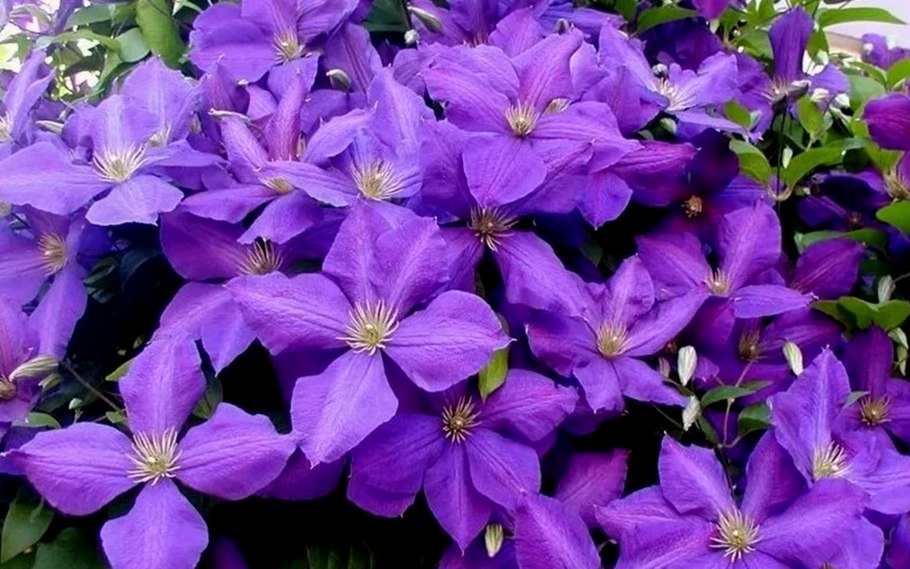 Клематис Джакмани