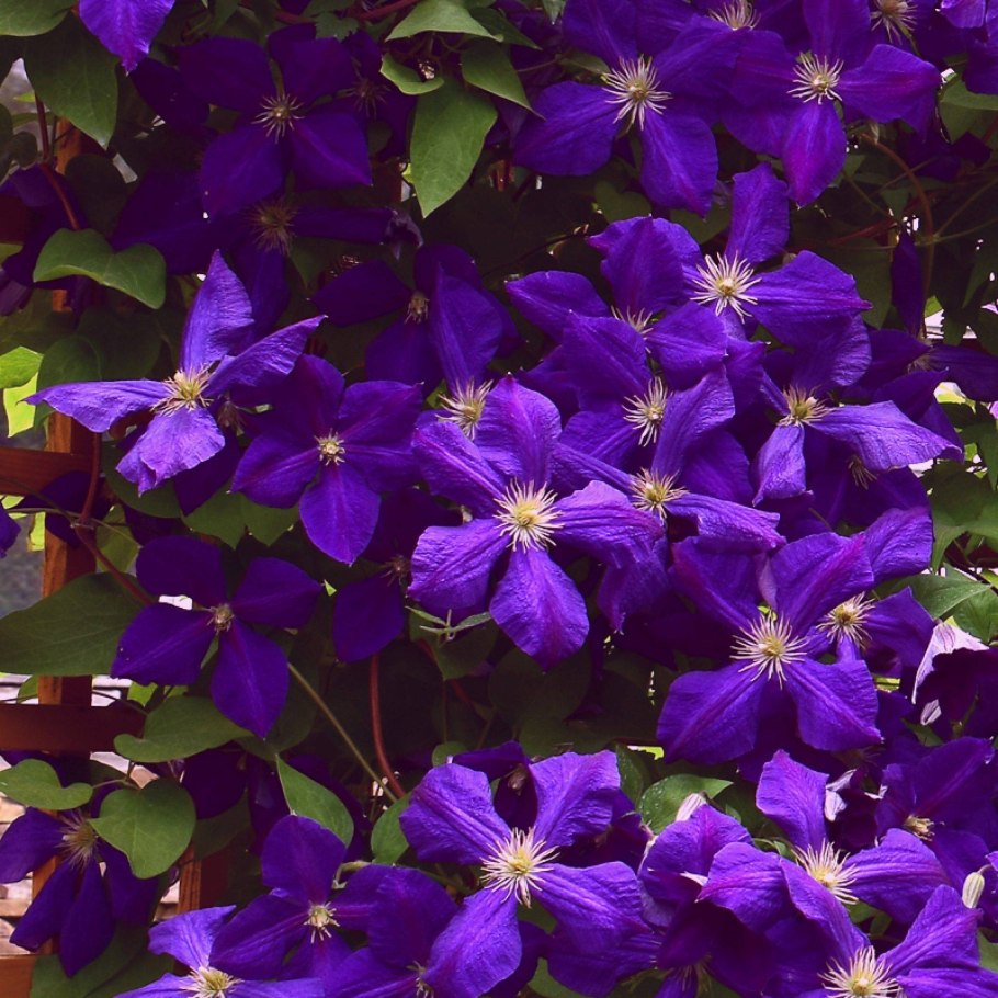 Клематис Жакмана